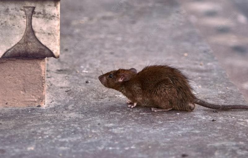 O que é o hantavírus, doença