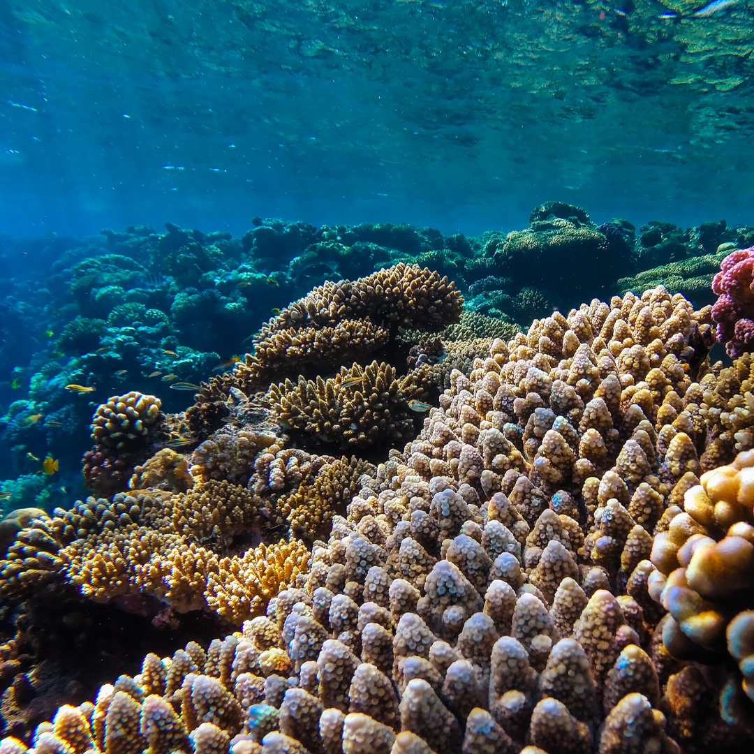 ONU definiu este mês o início da década dos oceanos ONU definiu este mês o início da década dos oceanos