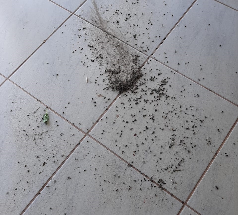 Andressa passa inseticida pela casa e precisa limpar as moscas durante todo o dia