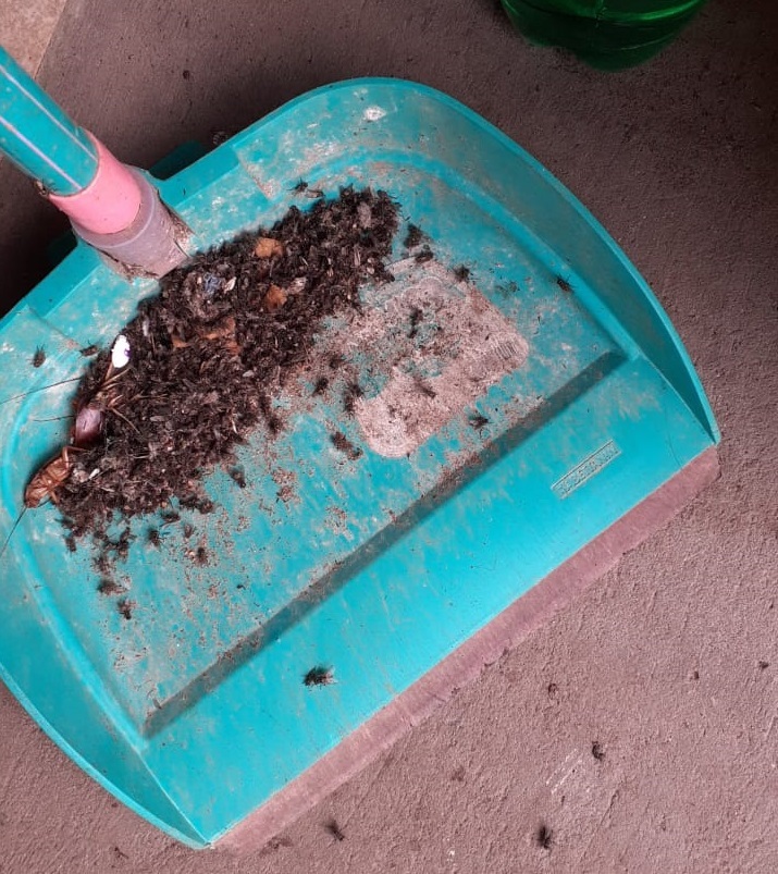 Moscas na casa da mãe de Andressa