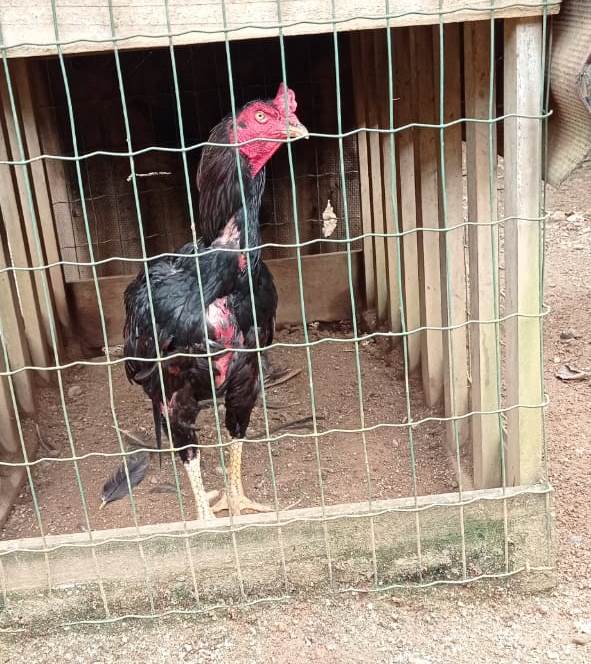 Galo combatente apreendido em janeiro deste ano, em Joinville Galo combatente apreendido em janeiro deste ano, em Joinville