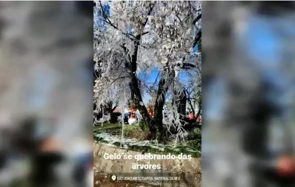 Árvore descongela em São Joaquim, na Serra de SC