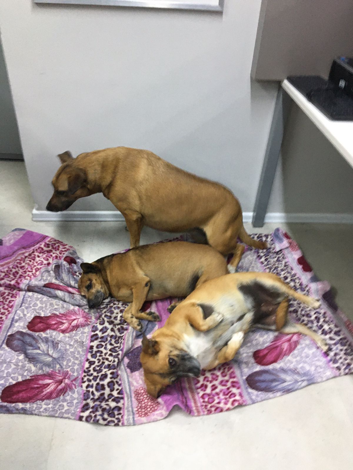 Animais foram adotados pela NSC e encantam funcionários de diferentes setores