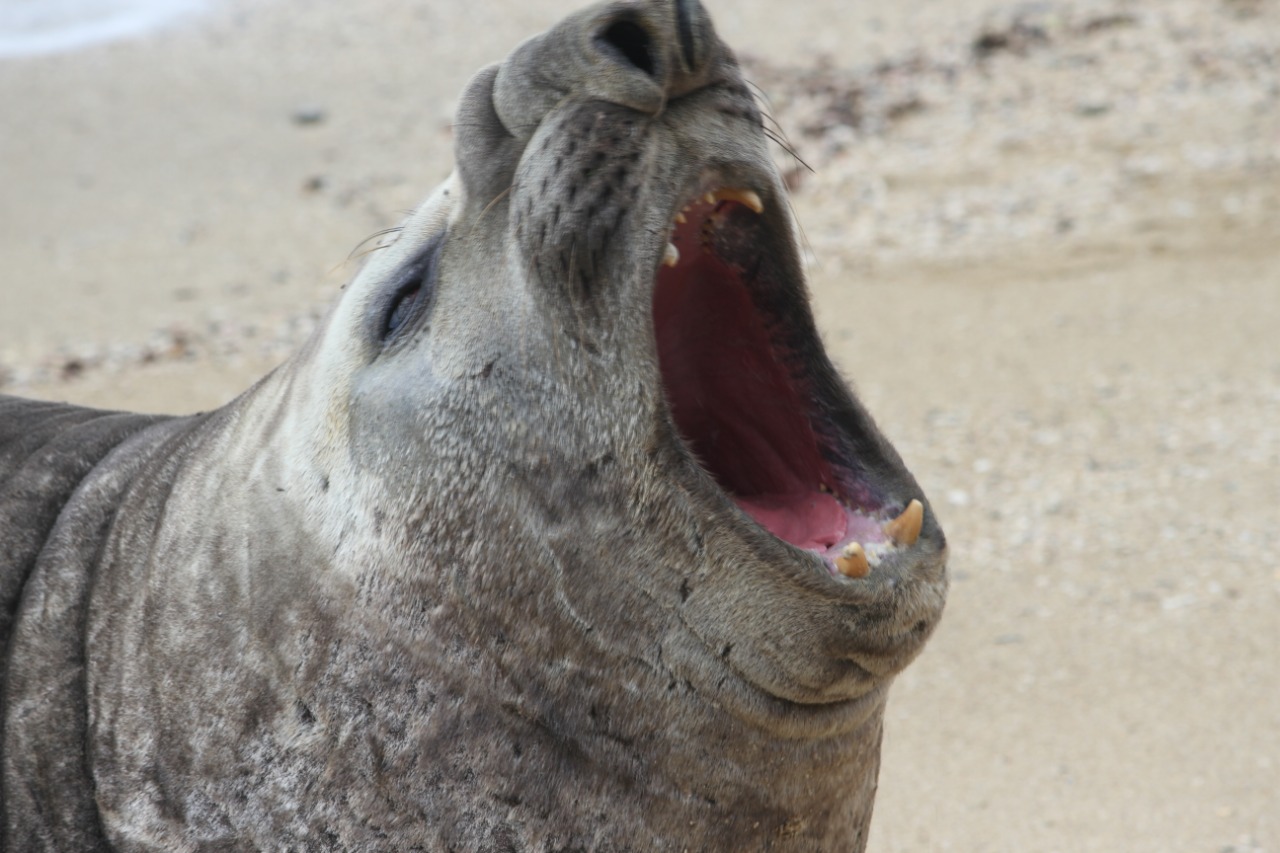 Animal não é considerado agressivo, segundo técnicos, e procurou a praia para descansar Animal não é considerado agressivo, segundo técnicos, e procurou a praia para descansar
