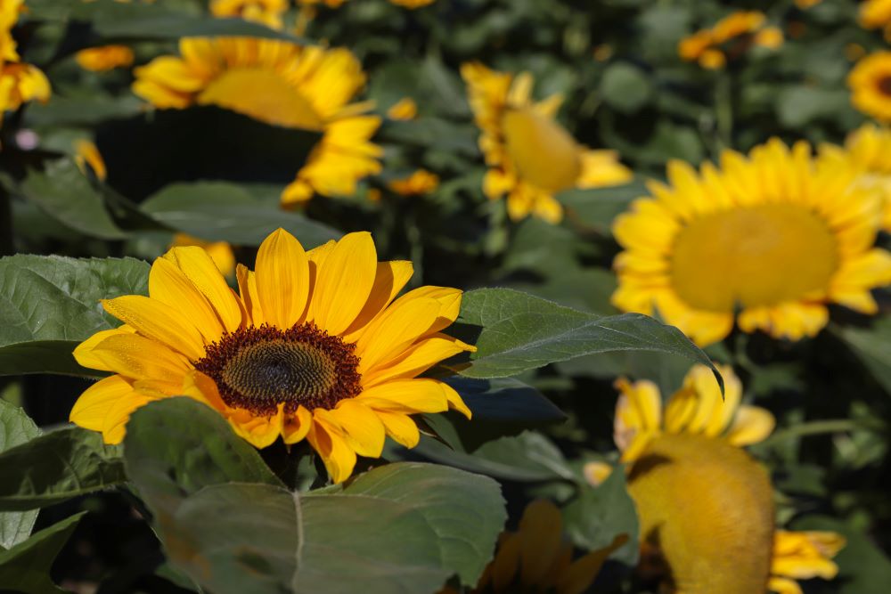 Esta é a quarta temporada de visitação aos girassóis Esta é a quarta temporada de visitação aos girassóis
