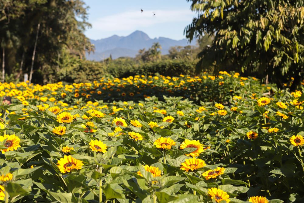 São 15 mil mudas de girassóis plantadas no parque São 15 mil mudas de girassóis plantadas no parque