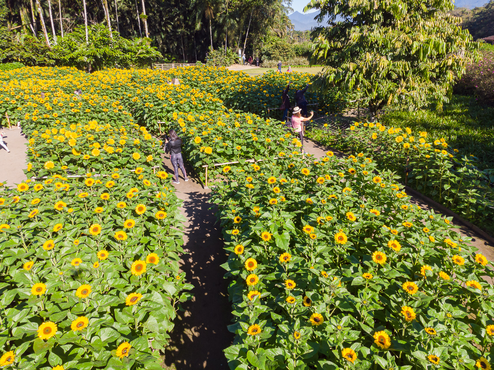 Nesta temporada, foram adotadas medidas em relaçao à prevenção por causa da pandemia Nesta temporada, foram adotadas medidas em relaçao à prevenção por causa da pandemia