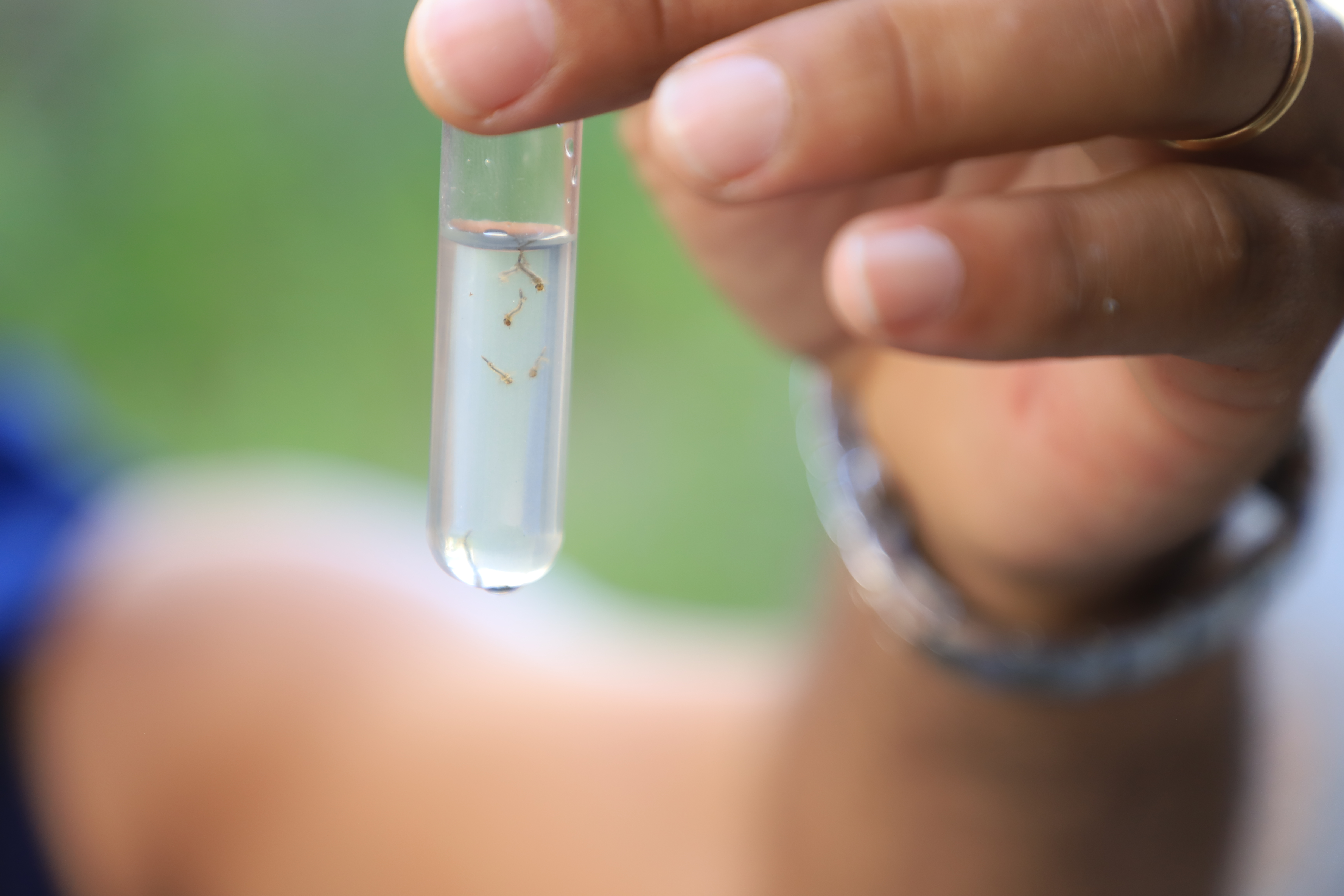 Diversos focos de dengue têm sido encontrado pela PMF, que está realizando ações para conter a propagação do mosquito pmf