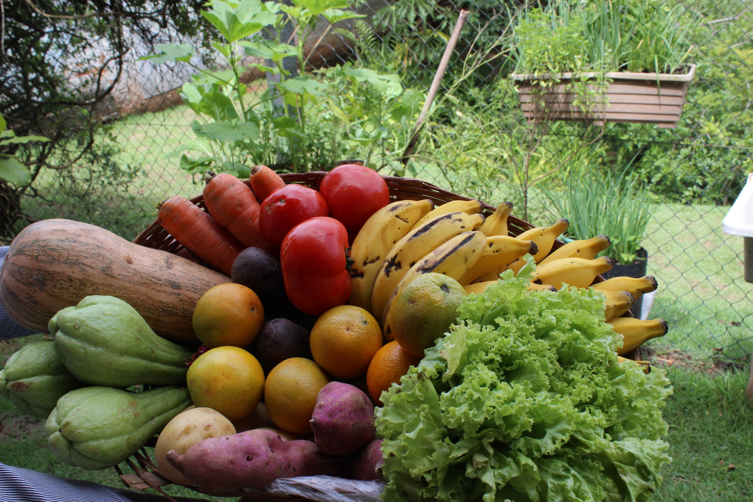 Objetivo é proporcionar aos alunos uma alimentação mais saudável com produtos de qualidade 