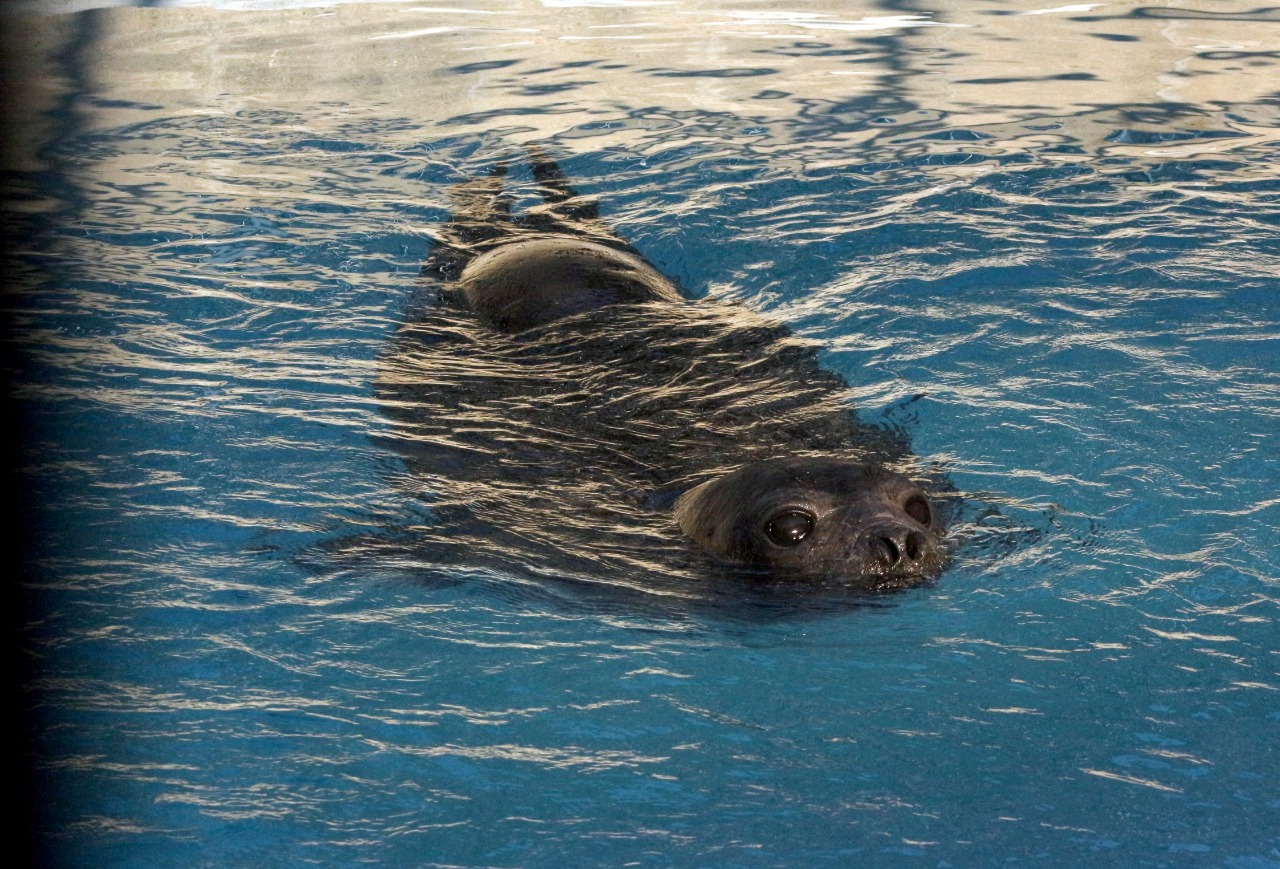 Frida passa os últimos dias em terra em uma piscina de água salgada Leão-marinho-do-sul na piscina