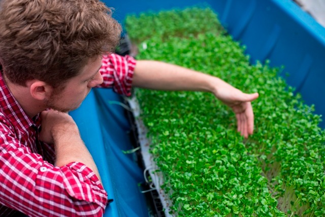 Com uma estufa no quintal de casa, Piero Bulgarini cultiva os vegetais na Barra da Lagoa Com uma estufa no quintal de casa, Piero Bulgarini cultiva os vegetais na Barra da Lagoa