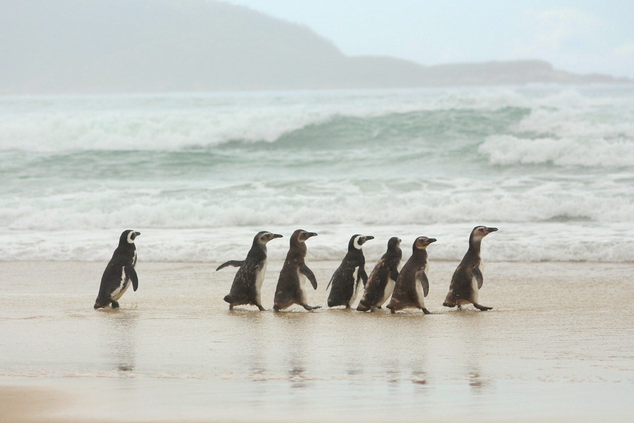 Especialistas afirmam que pinguins jovens são os que mais encalham nas praias Pinguins-de-Magalhães