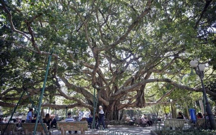 Figueira na Praça XV. Figueira na Praça XV.