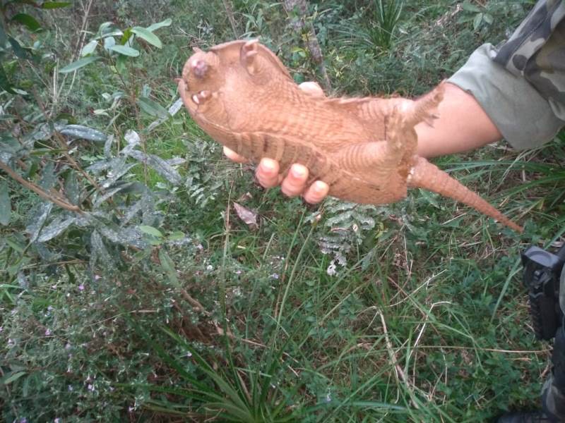 Animal estava em mochila de homens que estariam com cão utilizado em caça Animal estava em mochila de homens que estariam com cão utilizado em caça
