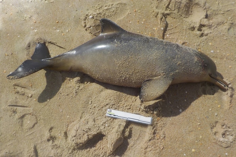 Golfinhos foram encontrados mortos em praias de Florianópolis Toninha morta em praia de Florianópolis