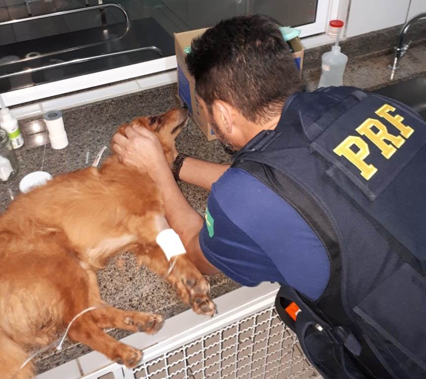 Cachorro é resgatado após ser atropelado na BR-101, no Sul de SC