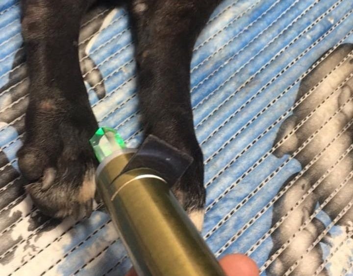 Acupuntura é utilizada no tratamento de cachorros vítimas de maus-tratos e atropelamento em Florianópolis