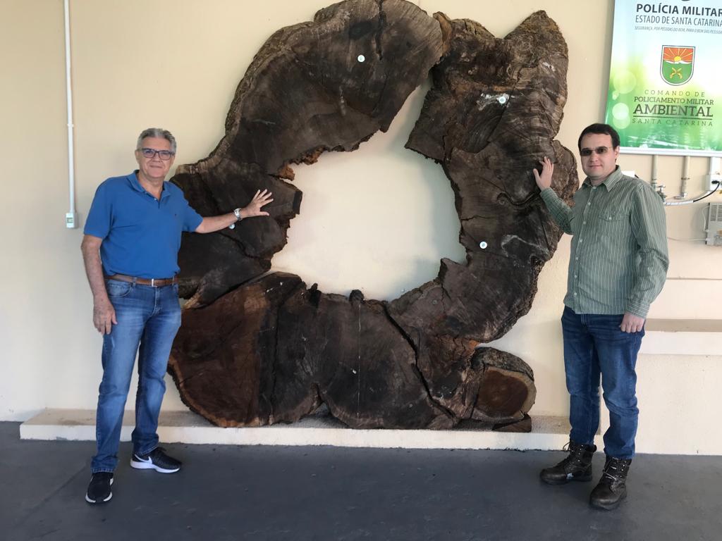 O professor Marcelo Scipioni (de verde) e o professor Mário Tomazello com a base da imbuia que está exposta na PM Ambiental em Joaçaba Marcelo Scipioni