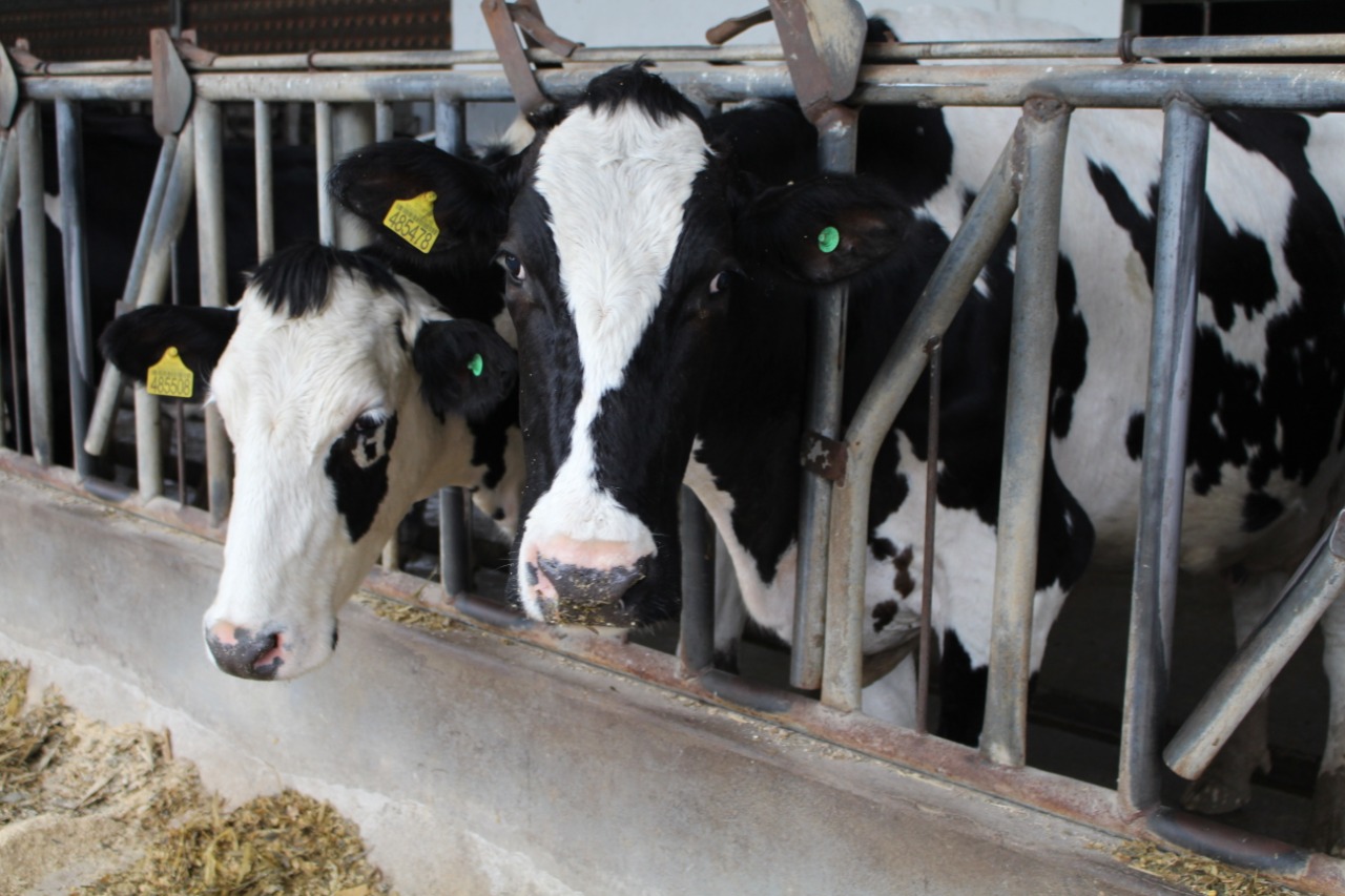 brucelose e tuberculose bovina