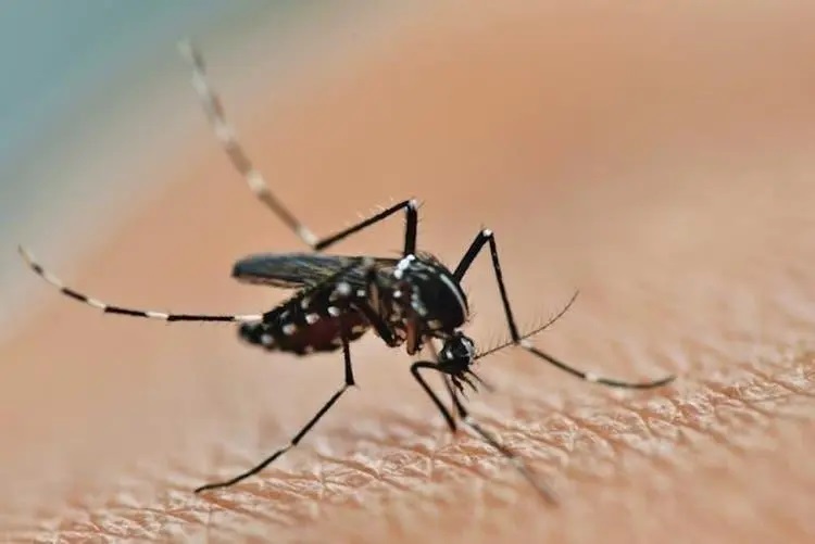 Fêmea do mosquito precisa de sangue humano para maturar os ovos