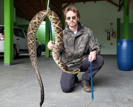 Jararacuçu é a maior espécie encontrada no norte catarinense Jararacuçu é a maior espécie encontrada no norte catarinense