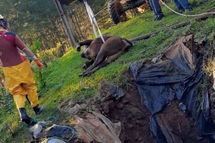 Momento em que o boi foi tirado da fossa por meio de fitas de resgate e um trator Momento em que o boi foi tirado da fossa por meio de fitas de resgate e um trator