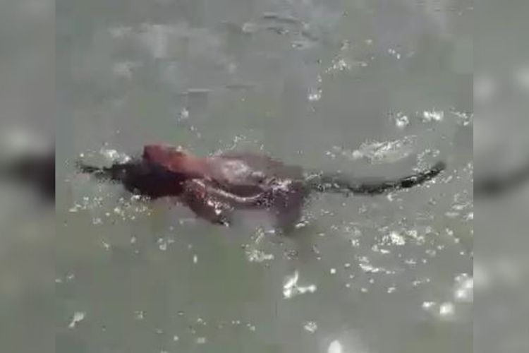 Macaco bugio: primata é resgatado pelo pescador e colocado em cima do barco Macaco bugio: primata é resgatado pelo pescador e colocado em cima do barco