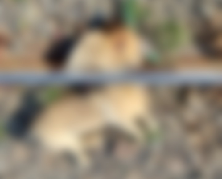 Cachorro foi decapitado após ser amarrado no trilho de trem Cachorro foi decapitado após ser amarrado no trilho de trem