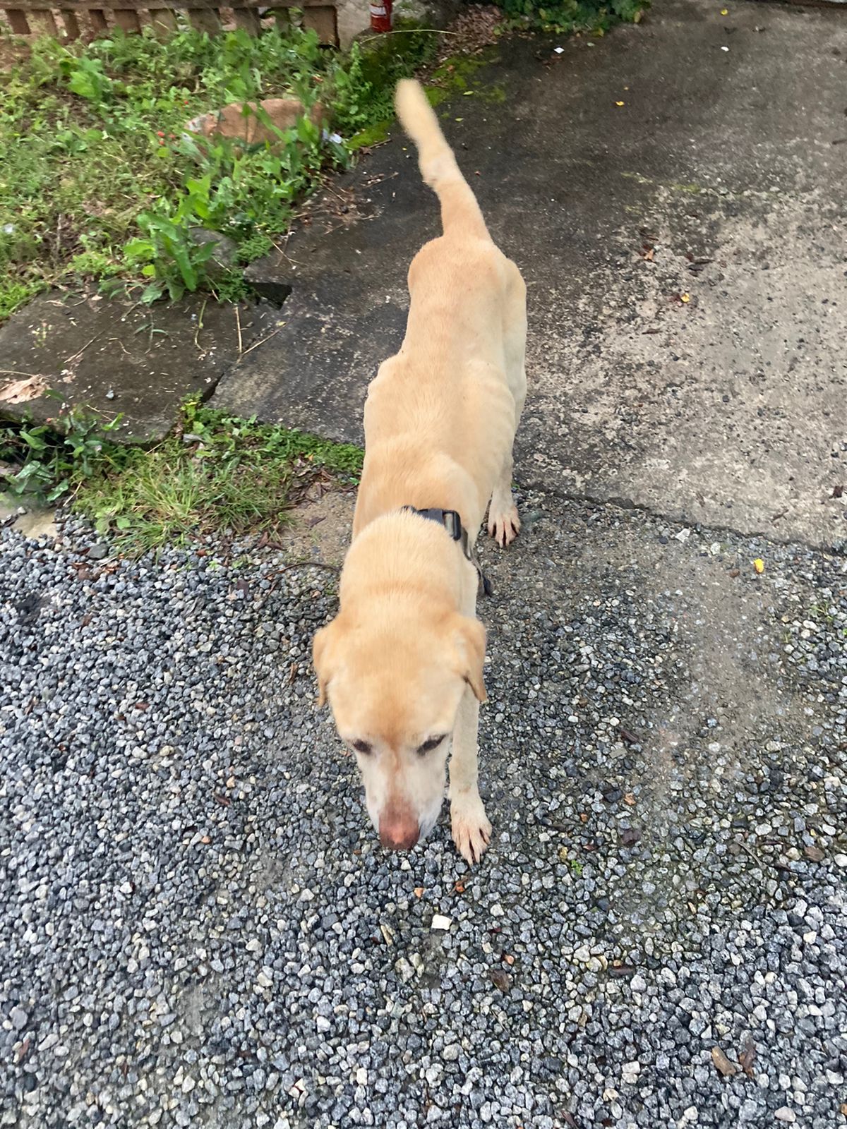 Cachorro foi resgatado e encaminhado ao Centro de Bem-Estar Animal do município Cachorro foi resgatado e encaminhado ao Centro de Bem-Estar Animal do município