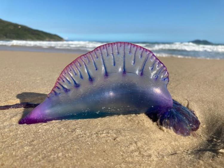 Em 2020 o atendimento com àguas-vivas aumentou em 200% Uma caravela encontrada em praia de Santa Catarina