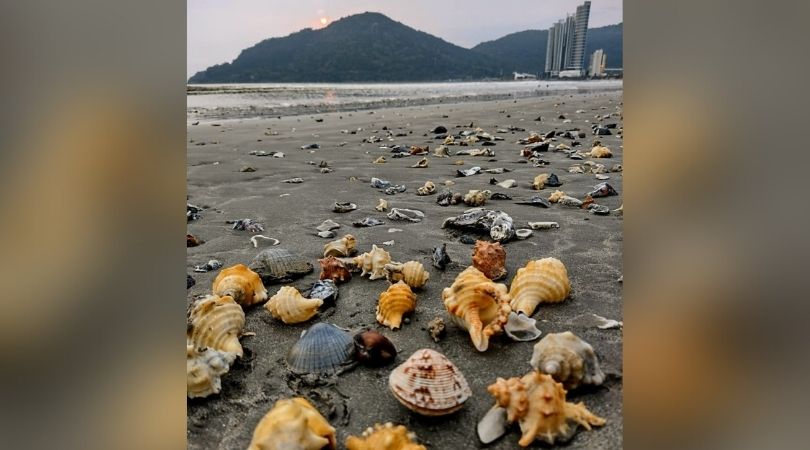 Imagens feitas no local mostram beleza das conchas. mas alertam para impacto ambiental da obra Imagens feitas no local mostram beleza das conchas. mas alertam para impacto ambiental da obra