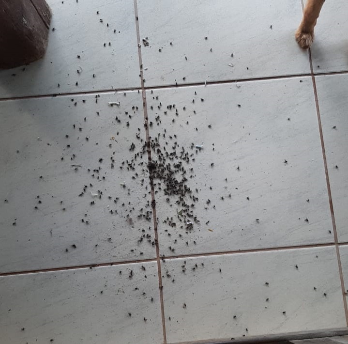 Andressa passa inseticida pela casa e precisa limpar as moscas durante todo o dia