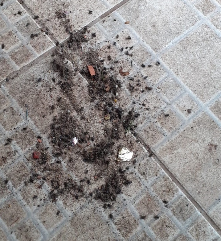 Moscas na casa da mãe de Andressa