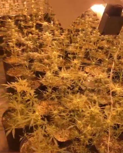 Cômodos da casa eram usados para plantar a droga Cômodos da casa eram usados para plantar a droga