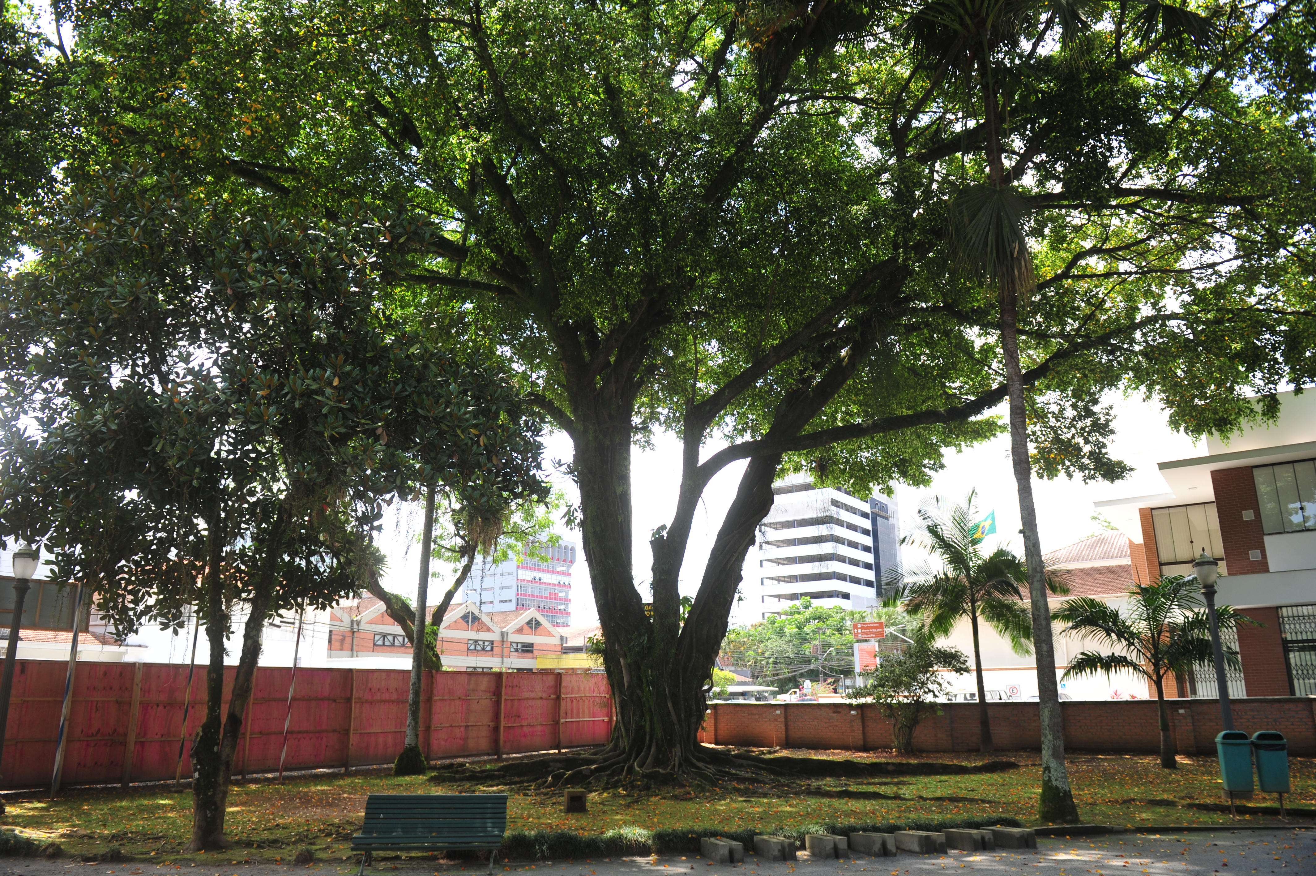 Uma das duas ficus do jardim que serão retiradas porque as raízes afetam a estrutura do imóvel foto mostra a árvore da espécie ficus no jardim do museu