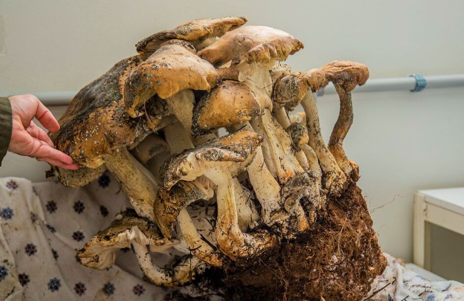 Cogumelo gigante tem 62 cm e mais de 18kg Cogumelo gigante tem 62 cm e mais de 18kg