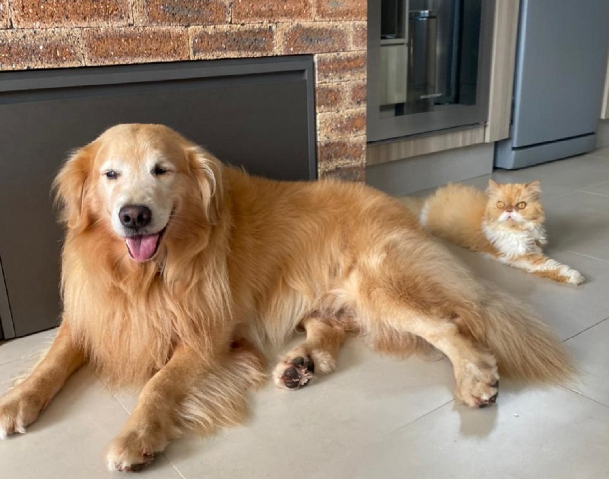 Apolo e Leão sempre estão juntos pela casa Apolo e Leão sempre estão juntos pela casa