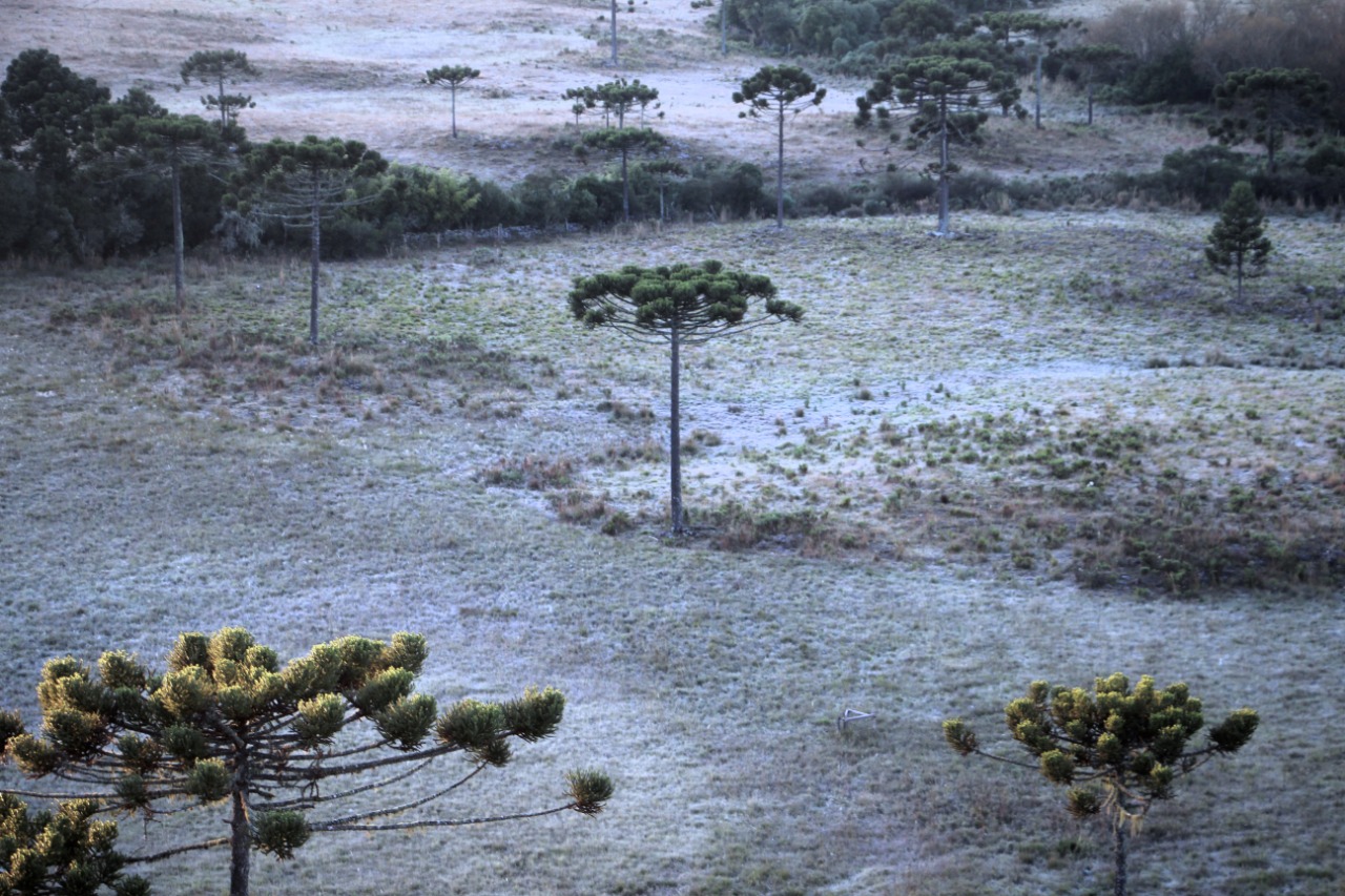 Geada no Caminhos da Neve, nesta segunda, em São Joaquim Geada no Caminhos da Neve
