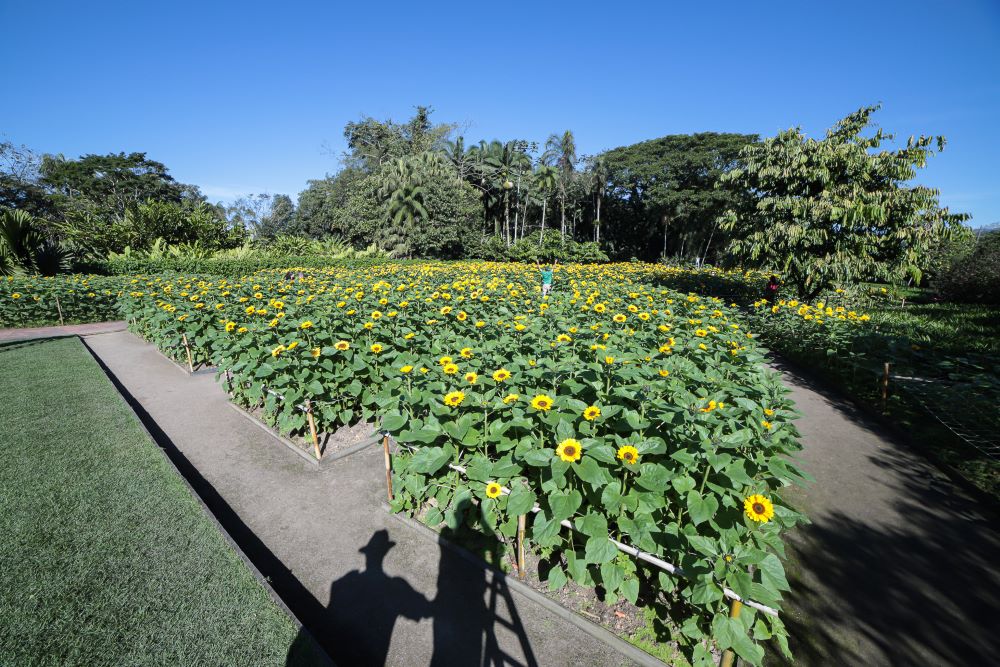 Plantio dos girassóis é realizado em maio Plantio dos girassóis é realizado em maio