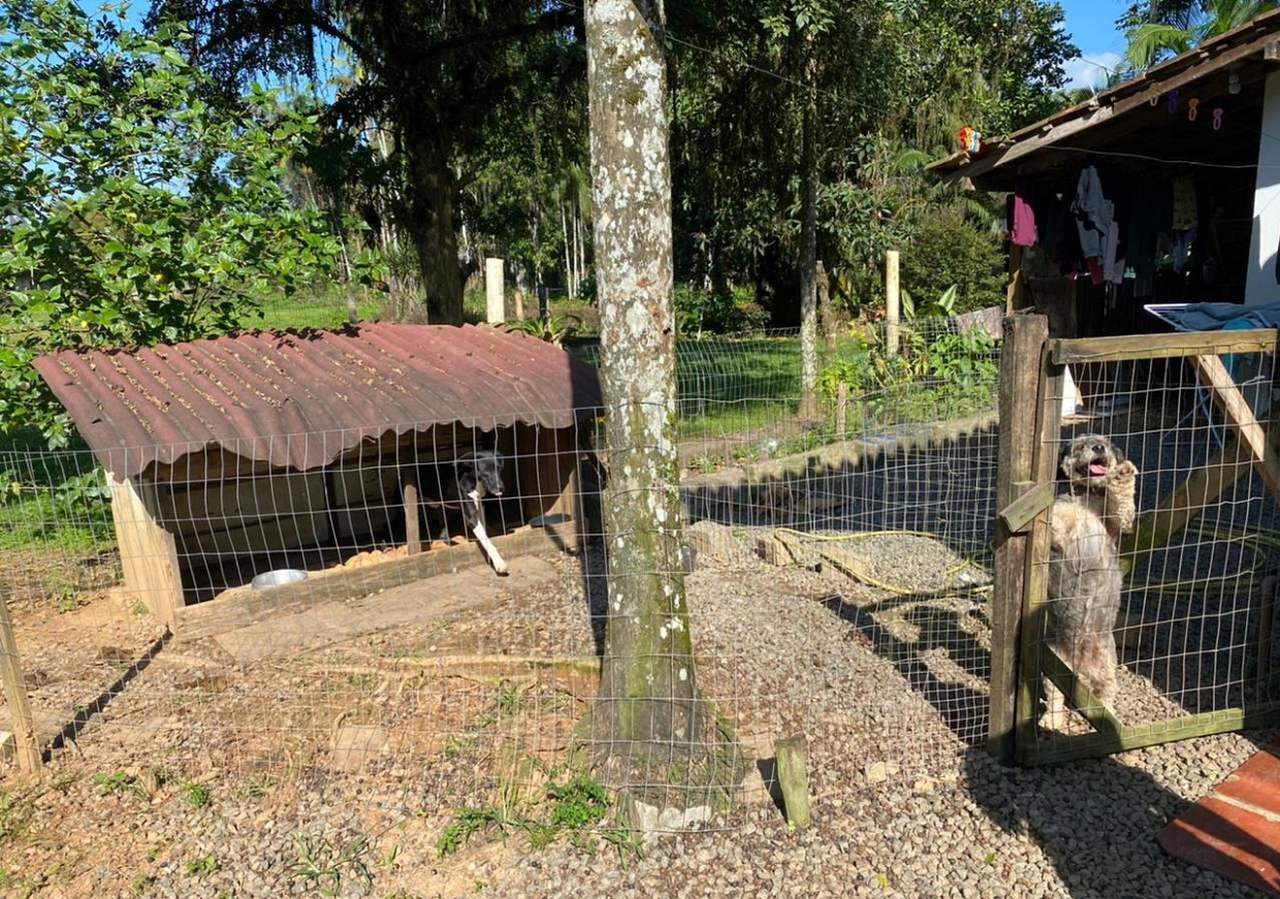 Cachorros quase foram atacados pelo jacaré Cachorros quase foram atacados pelo jacaré