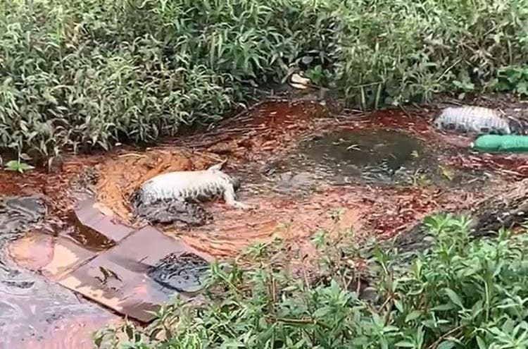 Corpo de um dos animais foi recolhido para passar por perícia Corpo de um dos animais foi recolhido para passar por perícia