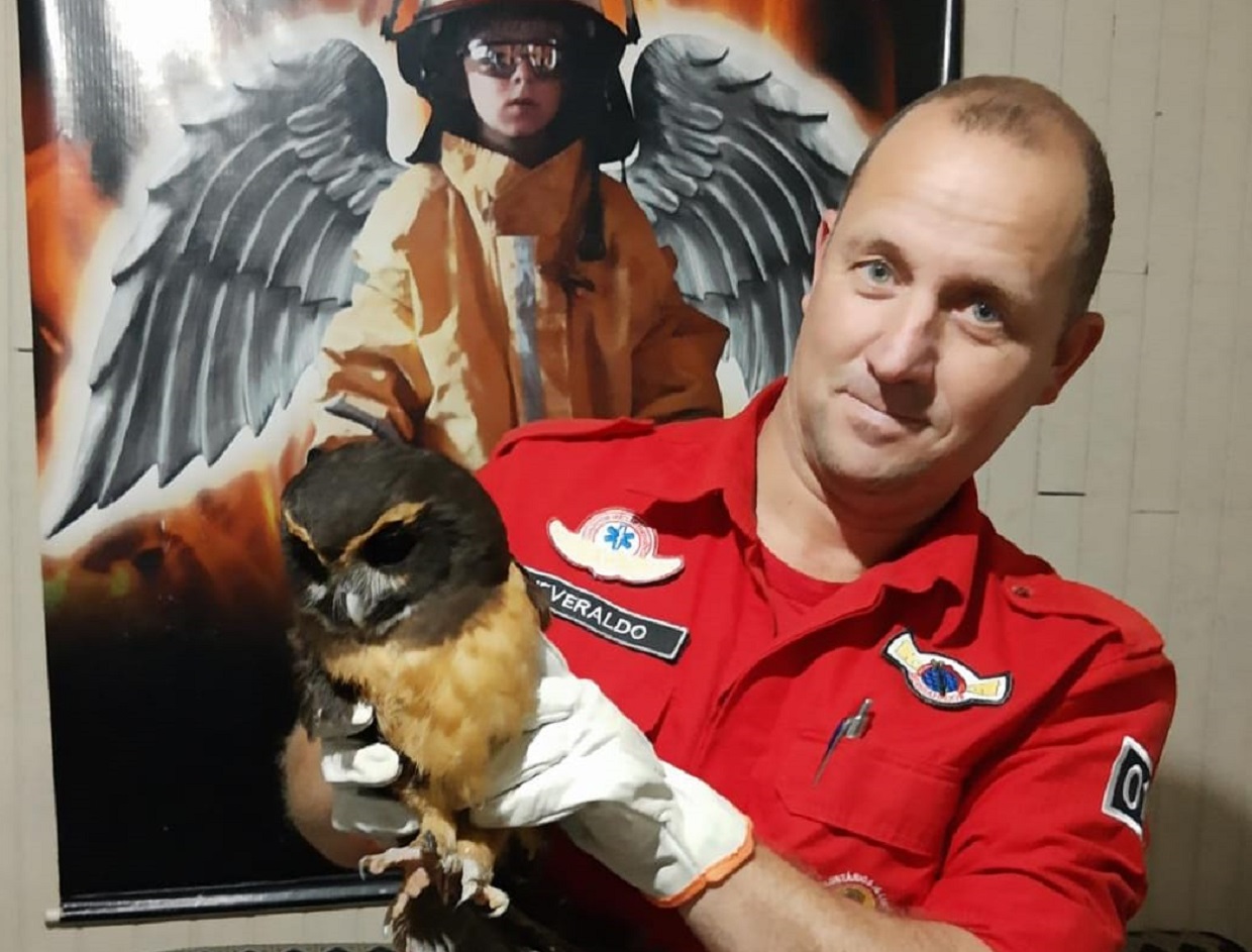 Heveraldo com a coruja resgatada na zona Sul Heveraldo com a coruja resgatada na zona Sul