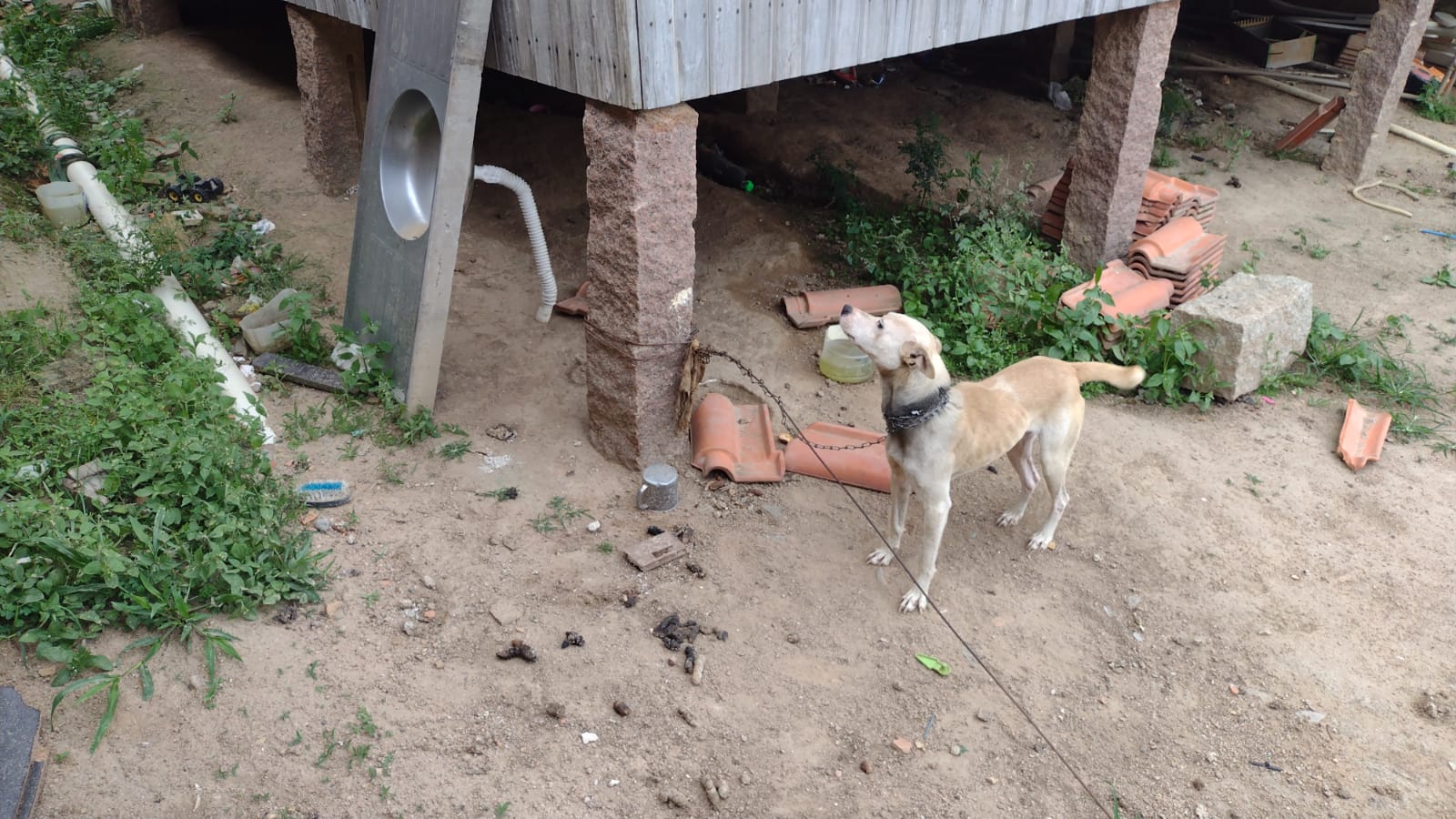 A cachorrinha estava presa em uma corrente sem coleira, sem água nem comida A cachorrinha estava presa em uma corrente sem coleira, sem água nem comida