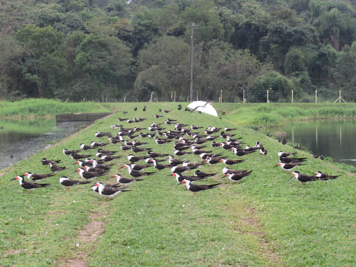 Pelo menos 141 espécies foram identificadas na região das lagoas Pelo menos 141 espécies foram identificadas na região das lagoas