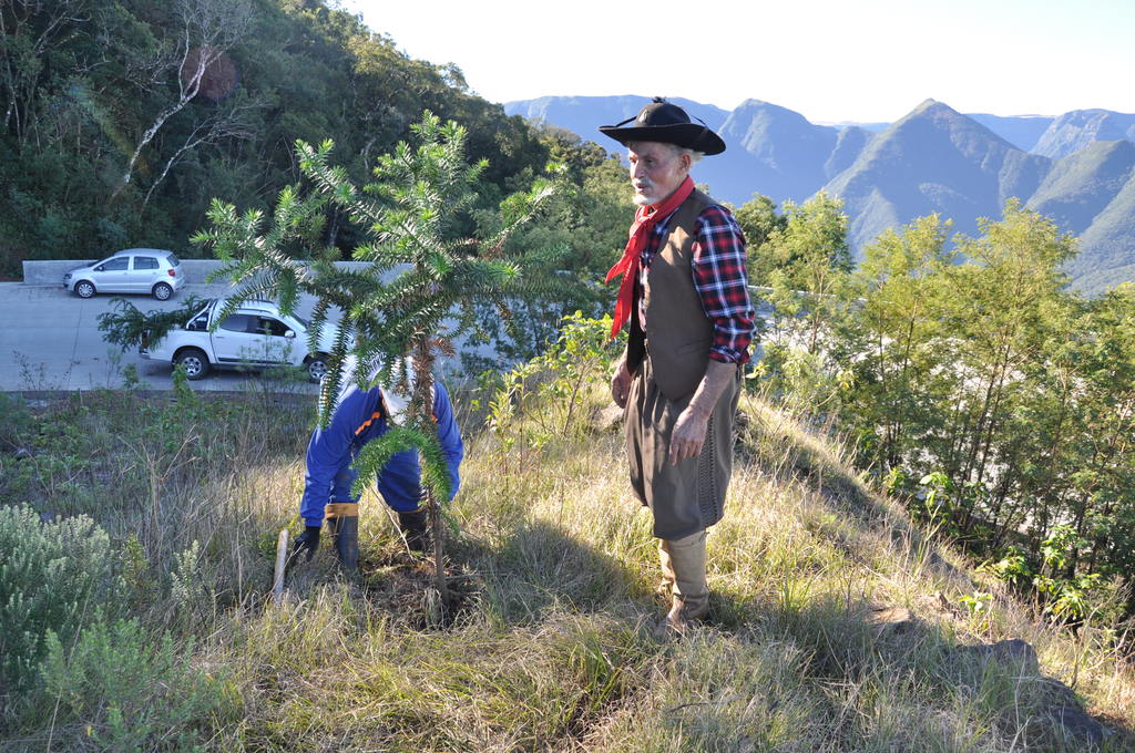Seu Alaor cultivou araucárias em casa para plantar na Serra da Rocinha Seu Alaor cultivou araucárias em casa para plantar na Serra da Rocinha