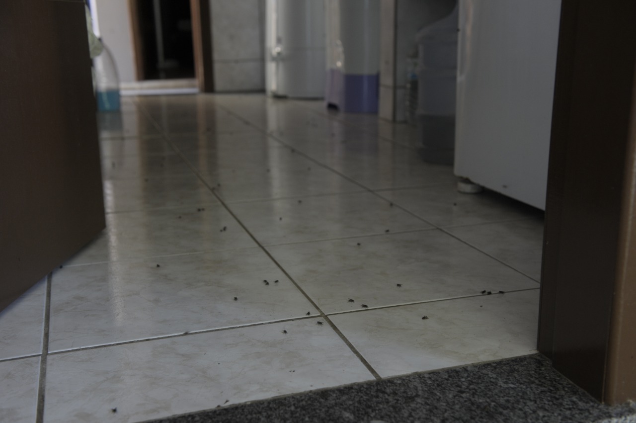 Moscas ficam pelo chão das casas Moscas ficam pelo chão das casas