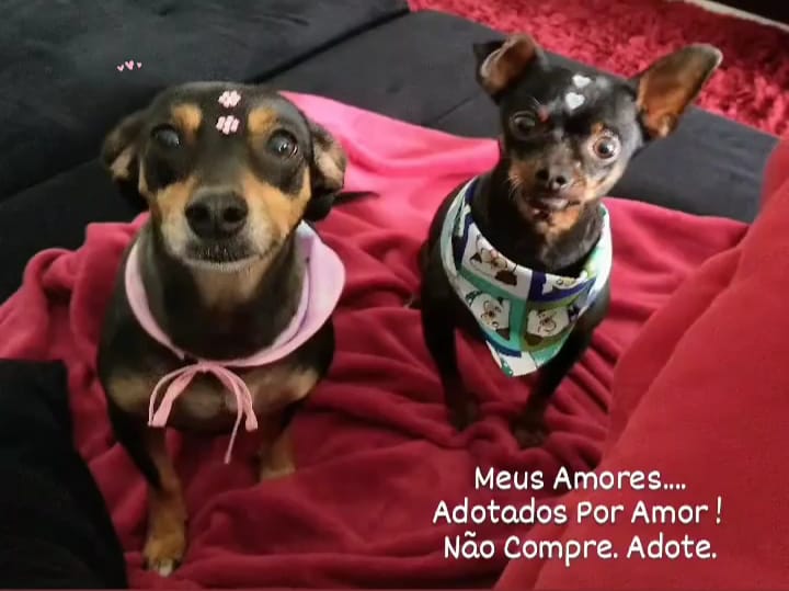 Ariel (à esquerda) morta no ataque, já Jukinha (à direita) conseguiu se esconder Ariel (à esquerda) morta no ataque, já Jukinha (à direita) conseguiu se esconder