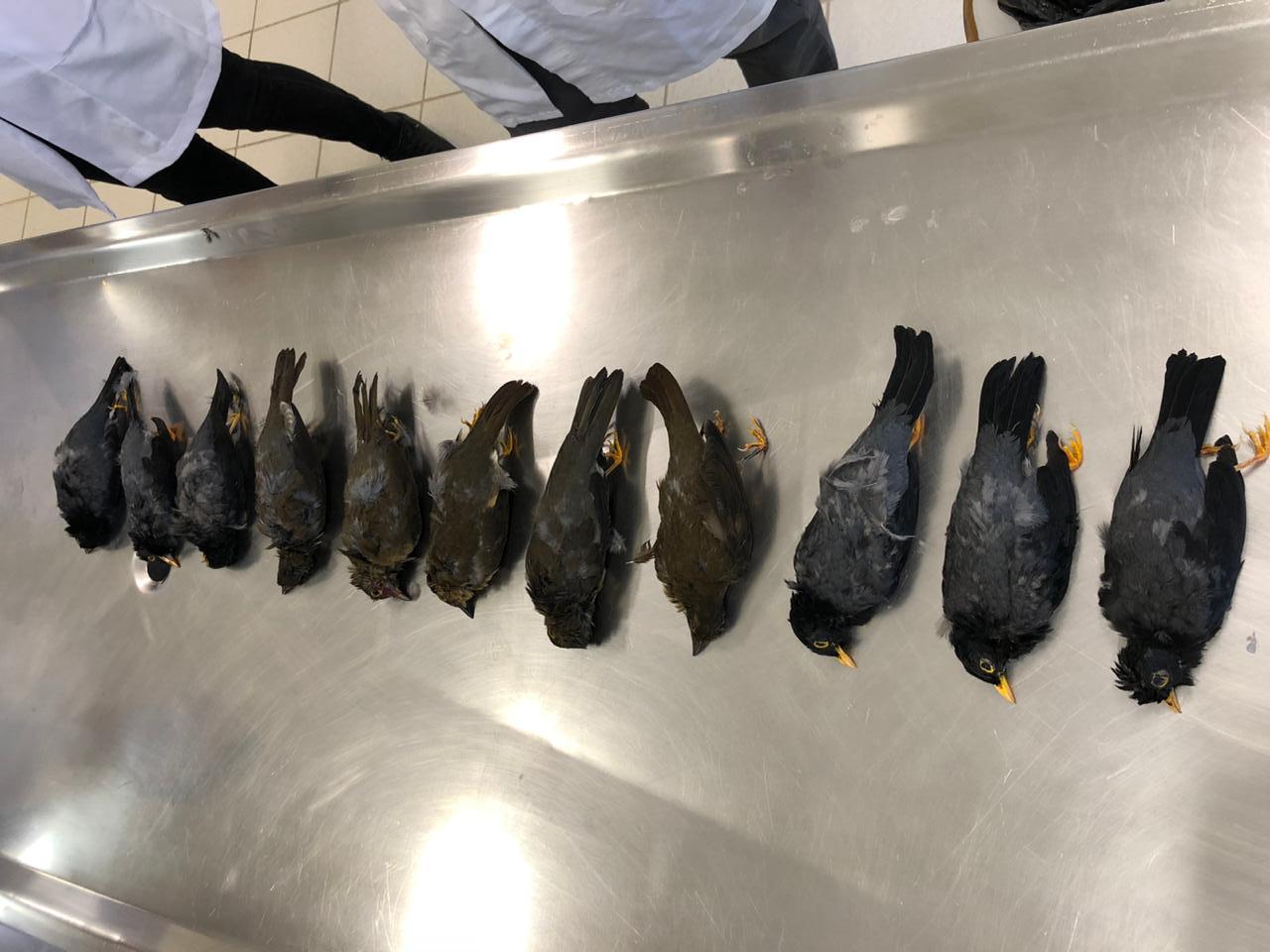 Amostras dos pássaros foram enviadas à Vigilância Epidemiológica