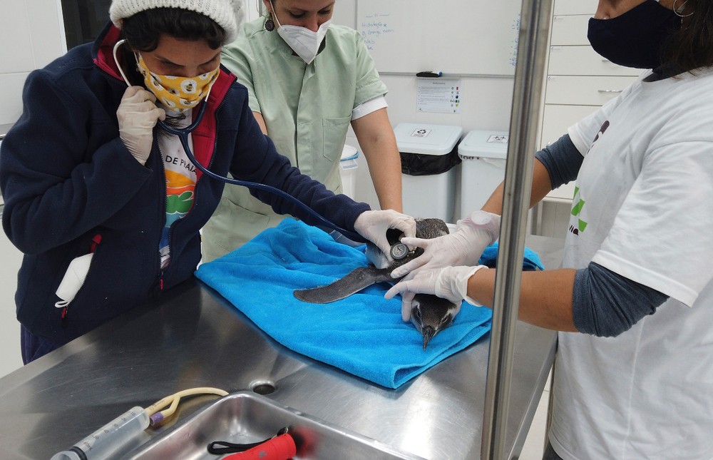 O pinguim foi encontrado debilitado O pinguim foi encontrado debilitado