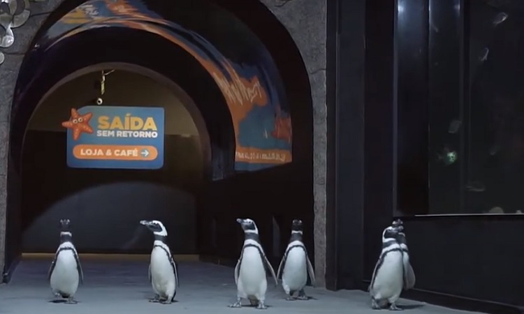 Pinguins soltos Pinguins soltos